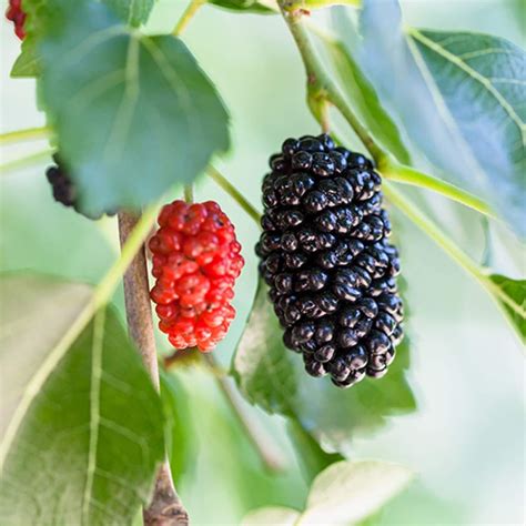 dwarf everbearing mulberry tree zone.